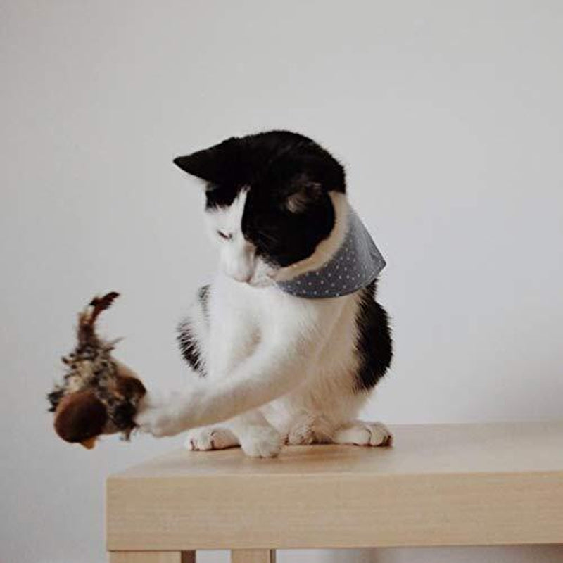 BirdyPurr - De veilige speelkameraad voor uw kat!