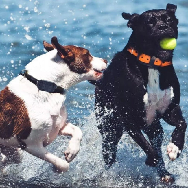 Waterdicht Elektronisch Anti-Blaffen Halsband voor Honden – Afstandsbediening met een groot bereik