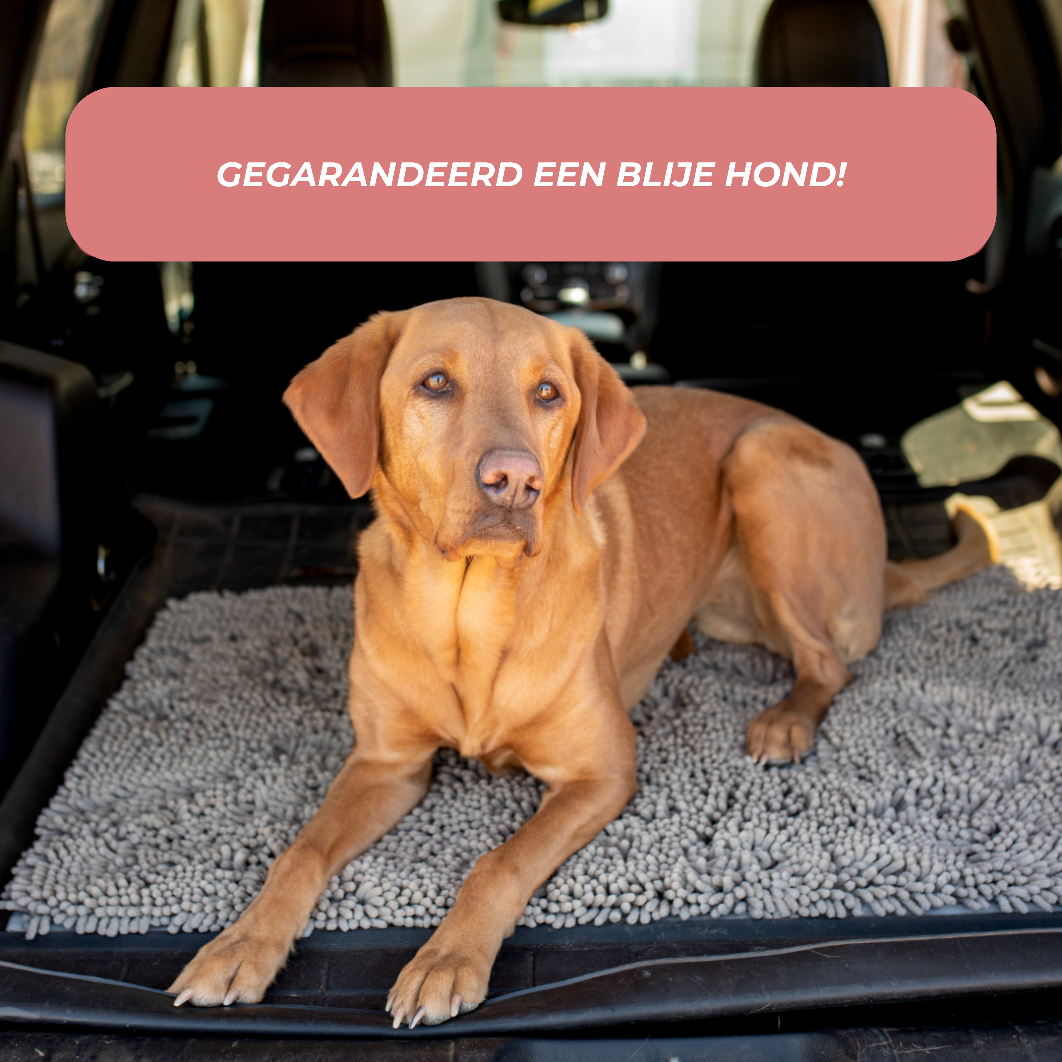 Zeer Absorberende Hondenmat, Antislip Schoonmaakmat voor Alle Vloertypes, Machinewasbaar, Duurzaam Ontwerp