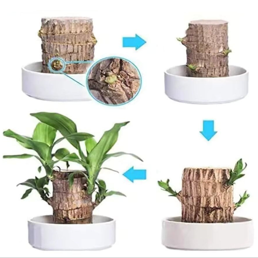 Gelukkige Braziliaanse Houten Plant