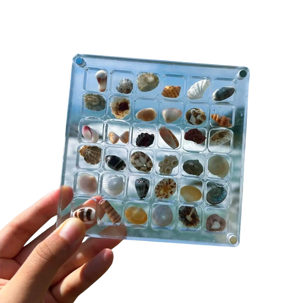 Zeeschatten | Bewaar uw zeeschatten in stijl