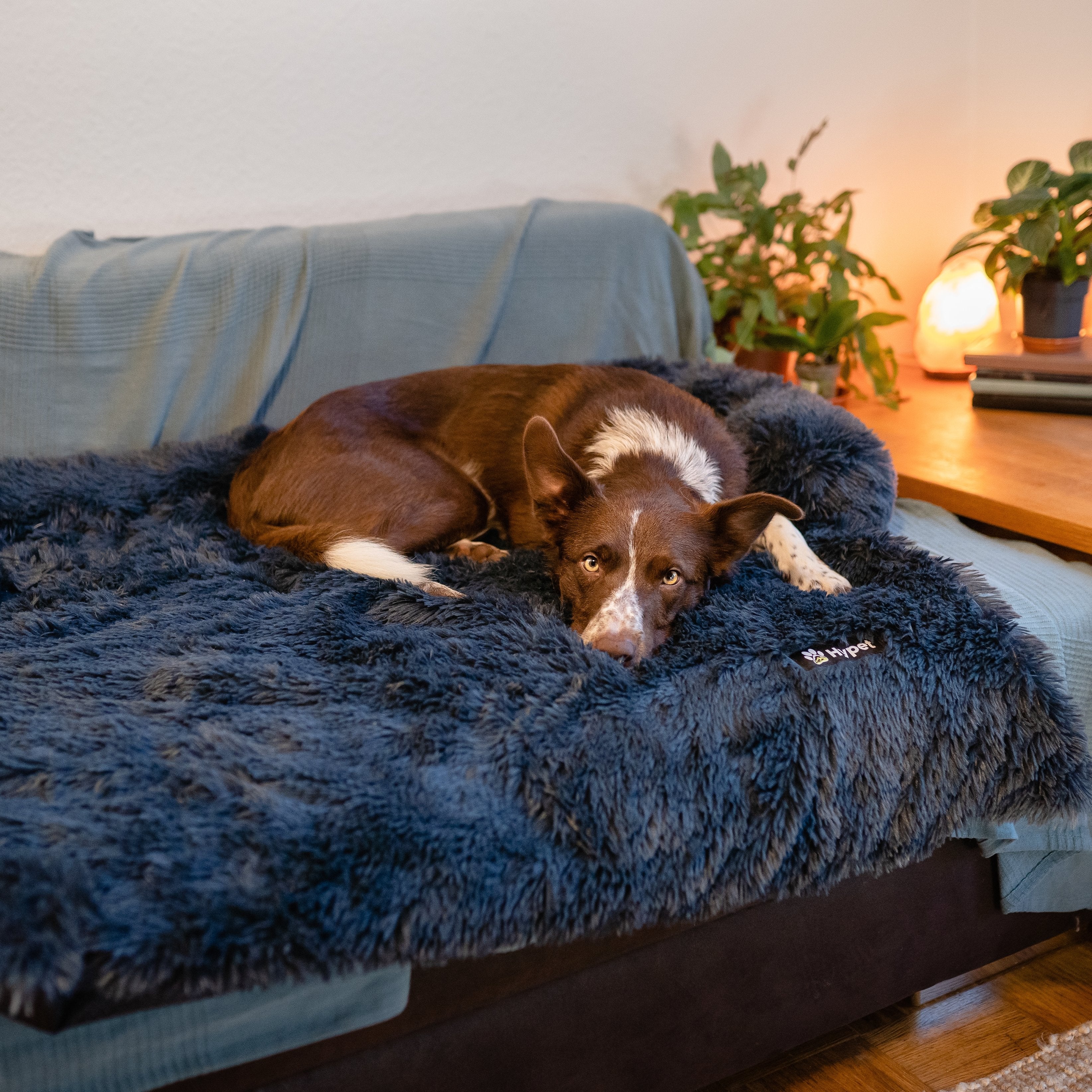 PawsyPillow | Wasbaar, warm en waterdicht herfstkussen voor je hond