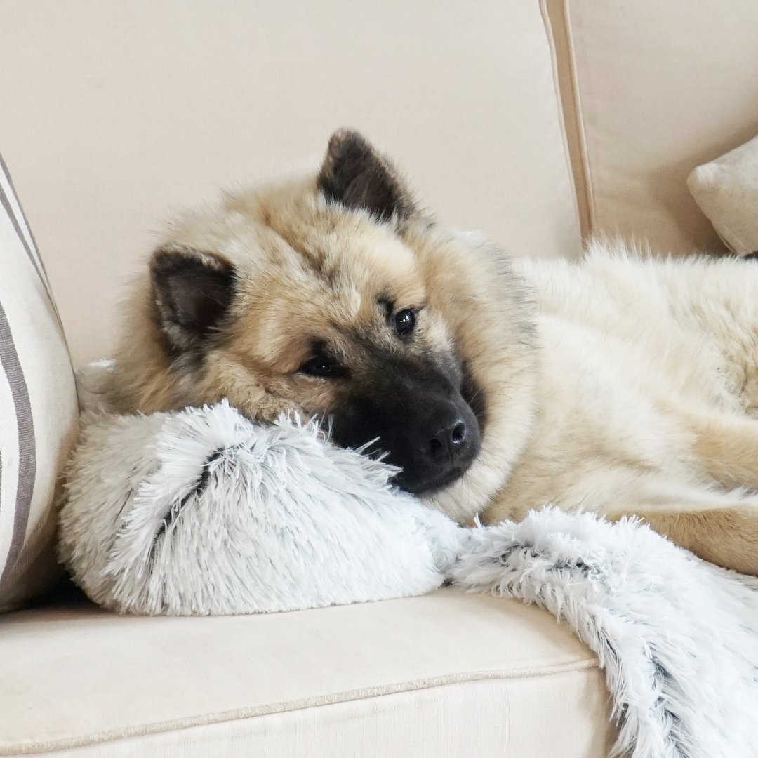 PawsyPillow | Wasbaar, warm en waterdicht herfstkussen voor je hond