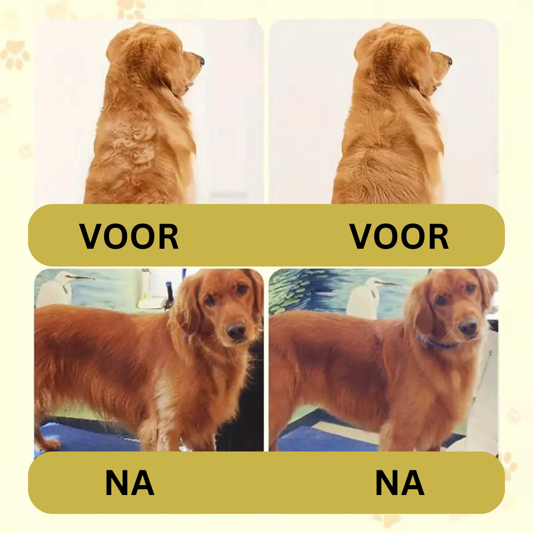 SteamPaws | Uw trouwe viervoeter