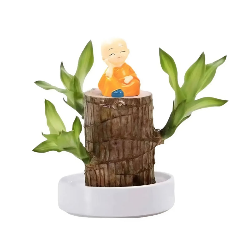 Gelukkige Braziliaanse Houten Plant