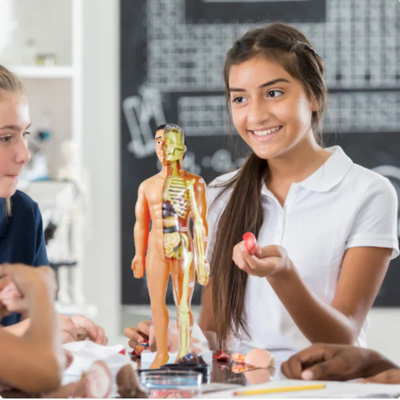 Kinderen Anatomie Leermodel Educatief Speelgoed