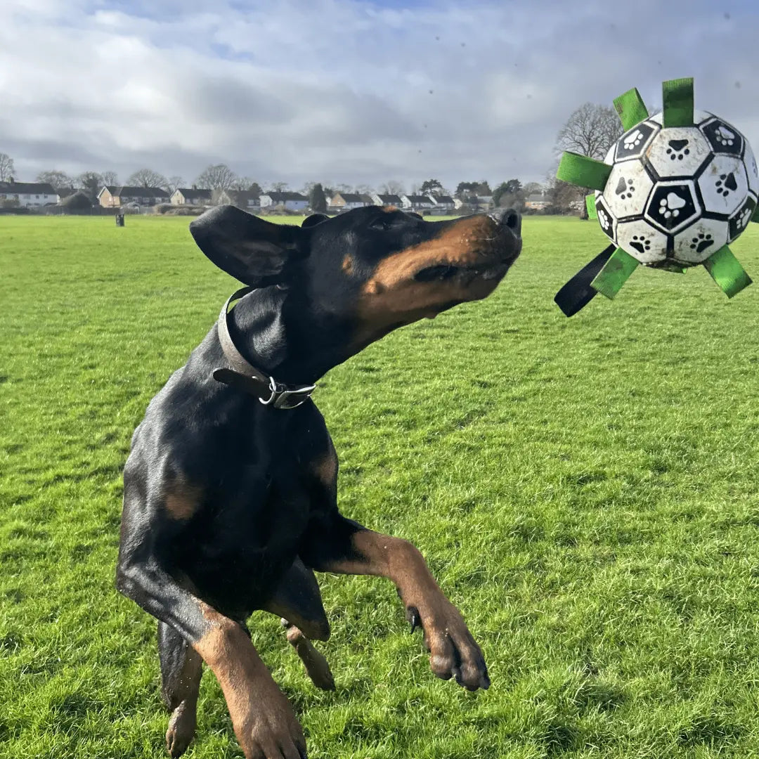 CanineElegance Luxe Voetbal | Duurzaam en plezierig speelplezier voor honden