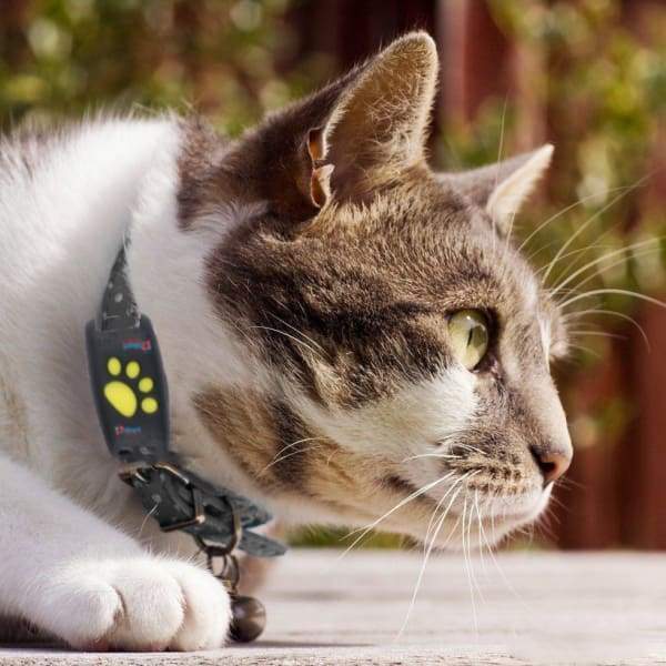 Trackcat - Real-Time GPS Kat Tracker Halsband met Betrouwbare Satelliet Tracking