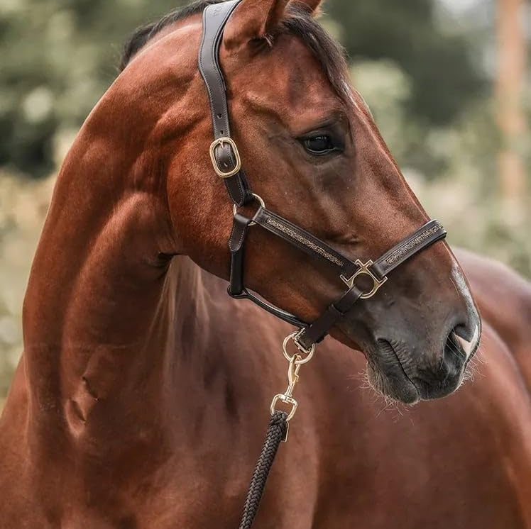 EquiTrend | 2025 Adventskalender voor Paardenliefhebbers