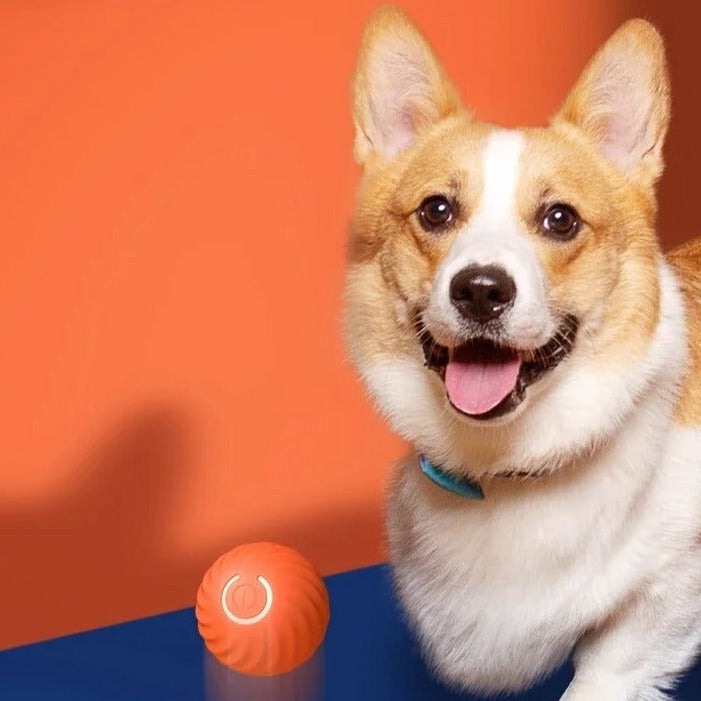 Happly bal | Oneindige speeltijd voor jouw dierenvriend!