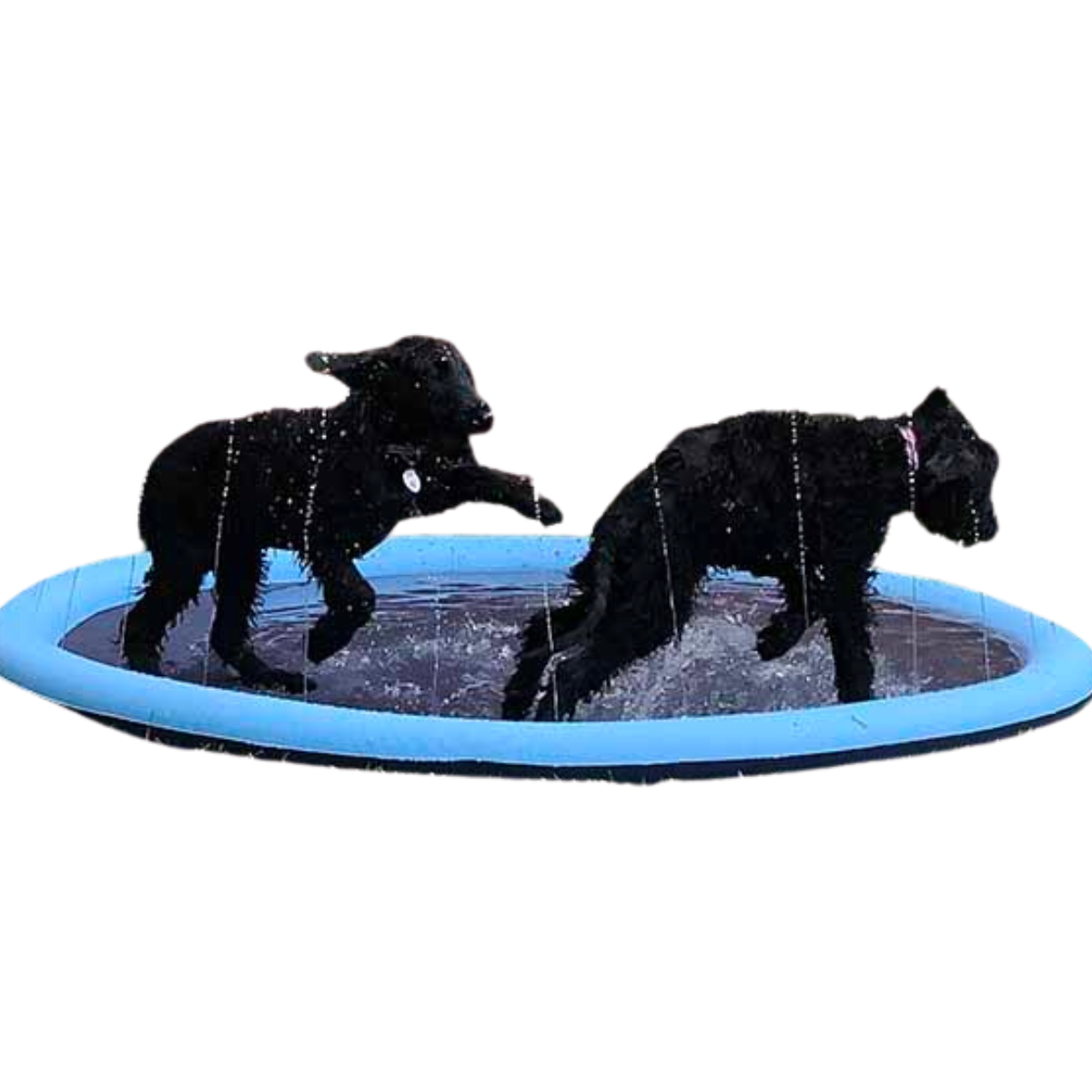 DogSplash | Lang leve de plezier voor je viervoeter!