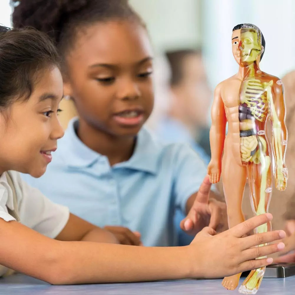 Kinderen Anatomie Leermodel Educatief Speelgoed