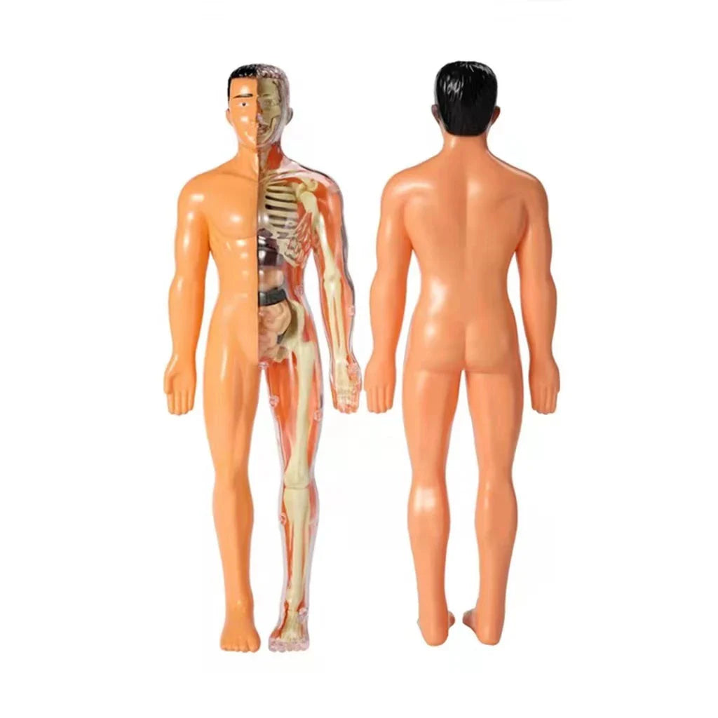 Kinderen Anatomie Leermodel Educatief Speelgoed