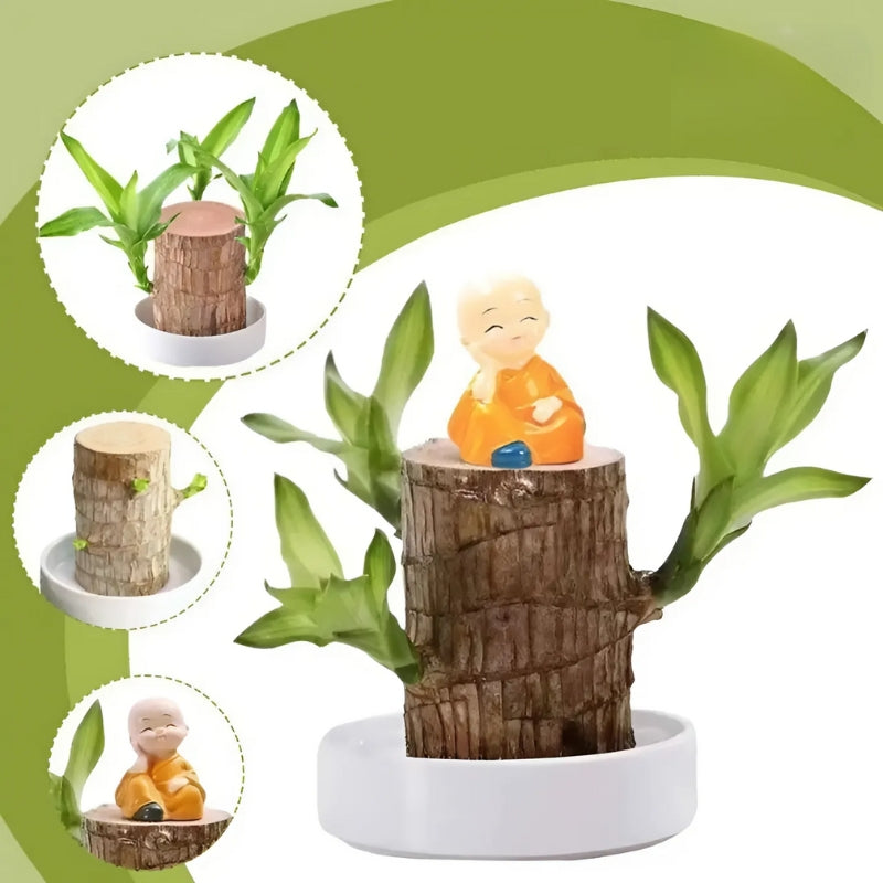 Gelukkige Braziliaanse Houten Plant
