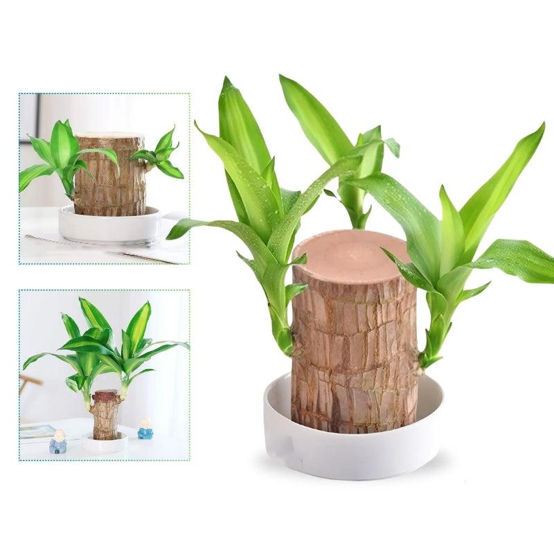 Gelukkige Braziliaanse Houten Plant