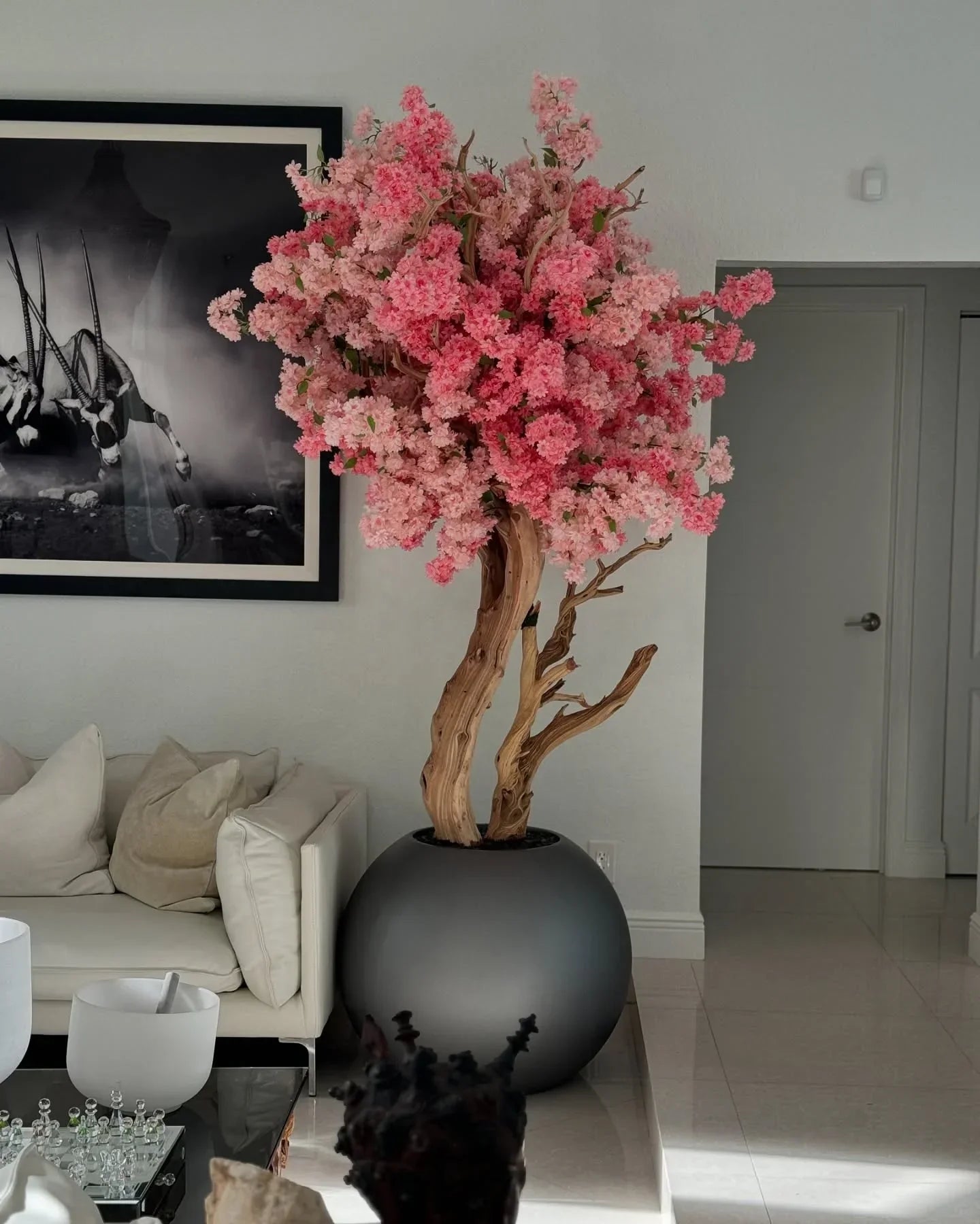 Matte Globe Kersenbloesemboom