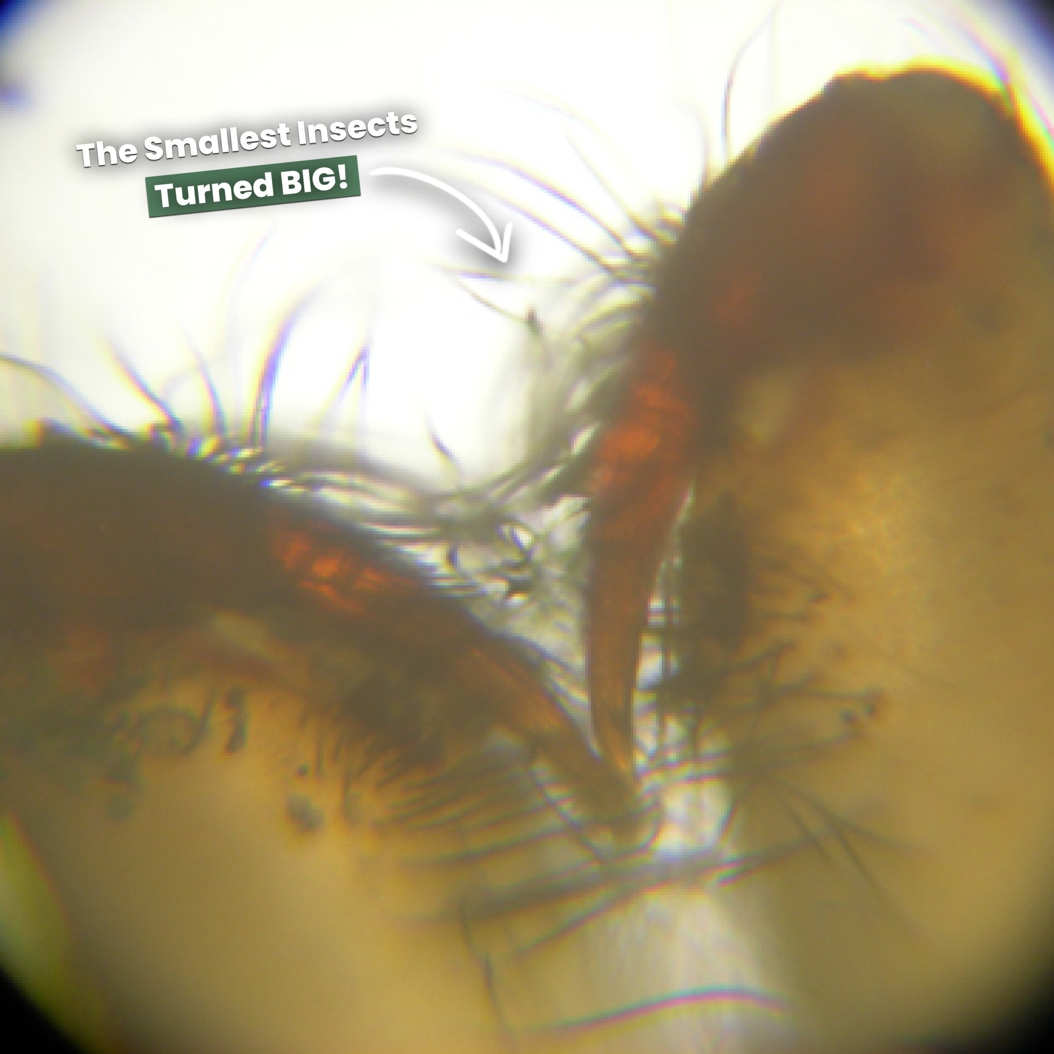 MiniScope HD | Verken de microwereld overal